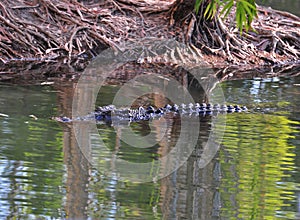 Swimming saltwater crocodile,queensland,australia photo