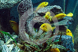 Swimming school of Labidochromis caeruleus