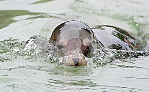 Swimming Sea Lion