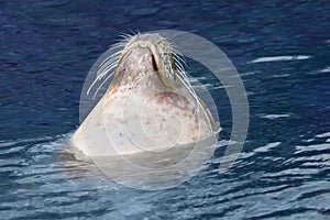 Swimming sea lion at sun bathing