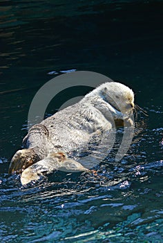 Swimming Sea Otter