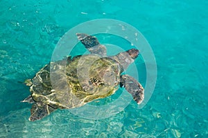 Swimming sea turtle