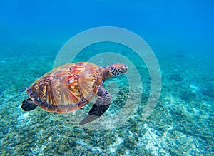 Swimming sea turtle in blue ocean closeup. Green sea turtle closeup.