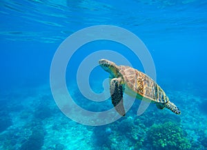 Swimming sea turtle in blue water. Sea tortoise snorkeling photo. Cute green turtle photo.
