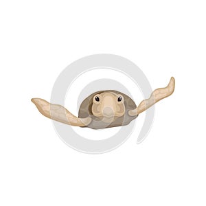 Swimming sea turtle reptile animal, front view vector Illustration on a white background