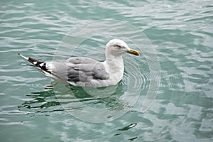 swimming seagull with gray feathers on its wings in a transparent clean sea before