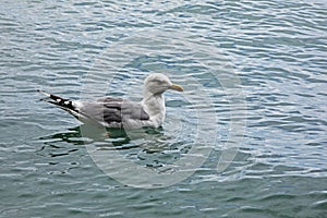 swimming seagull with gray feathers on its wings in a transparent clean sea