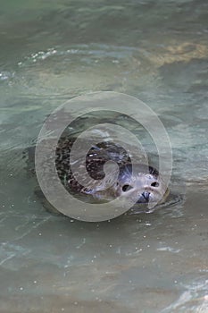 Swimming seal