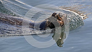 Swimming seal. Cape fur seal (Arctocephalus pusilus).