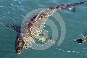 Swimming seal. Cape fur seal (Arctocephalus pusilus).