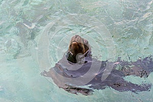 Swimming seal in a clean aquarium