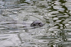 Swimming seal with its head above the water