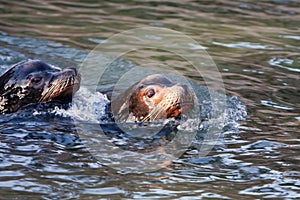 Swimming Sealion