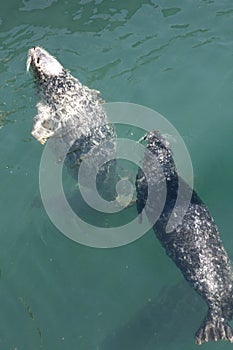 Swimming Sealions.