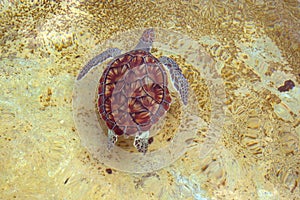 swimming seaturtle