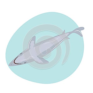 Swimming shark on isolated background. Vector flat illustration.