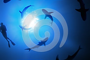 Swimming with Sharks