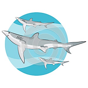 Swimming Sharks Background