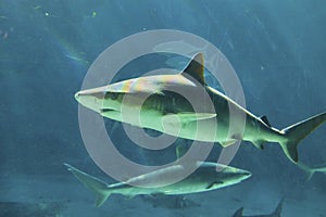 Swimming Sharks in Blue Aquarium Waters with Light Play