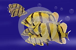 Swimming siamese tigerfish