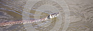 Swimming snake