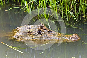 Swimming spectacled caiman - Caiman crocodilus