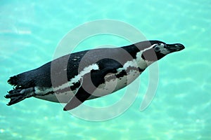 Swimming spheniscuc humboldti penguin