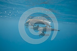 Swimming Spinner dolphins in the wild.