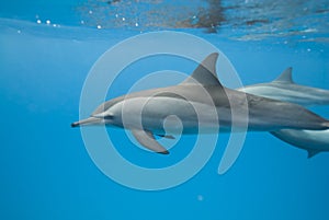 Swimming Spinner dolphins in the wild.