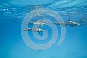 Swimming Spinner dolphins in the wild.