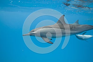 Swimming Spinner dolphins in the wild.