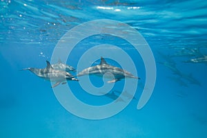 Swimming Spinner dolphins in the wild.