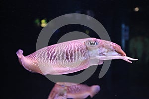 Swimming squid photo