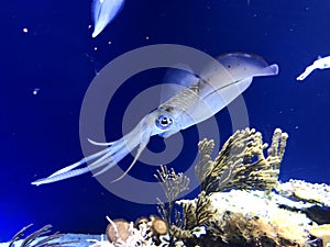 Swimming squid in the sea