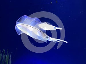 Swimming squid in the sea