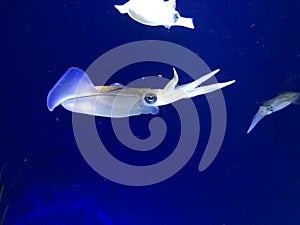 Swimming squid in the sea