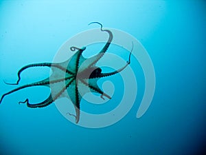 Swimming squid