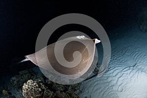 Swimming sting ray in night dive