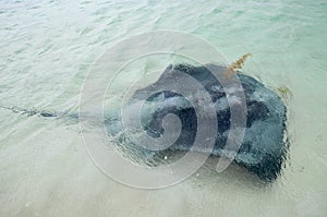 Swimming with the Sting Rays