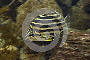 Swimming Stripey in an aquarium