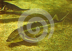 Swimming Sturgeon