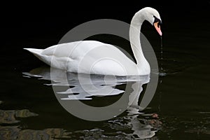 Swimming Swan