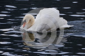 Swimming swan