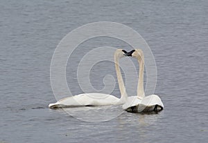 Swimming Swan Pair Touching Beaks