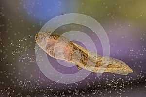 Swimming Tadpole of Phelophylax frog