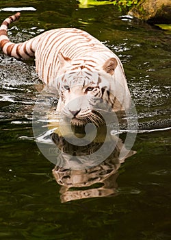 Swimming Tiger