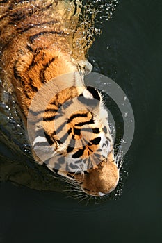 Swimming Tiger