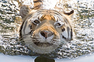 Swimming Tiger