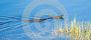 Swimming Tiger Snake