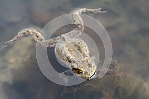 Swimming toad